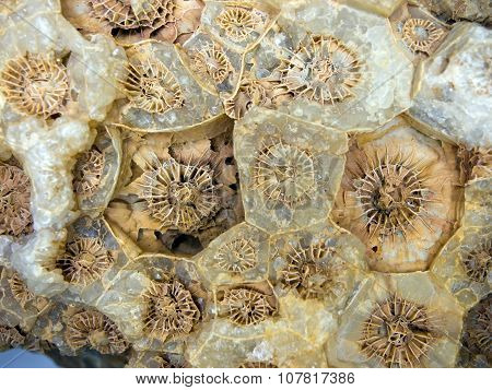 A fragment of fossilized hexacorallia