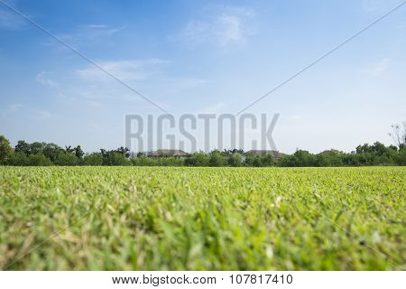 Greensward field background