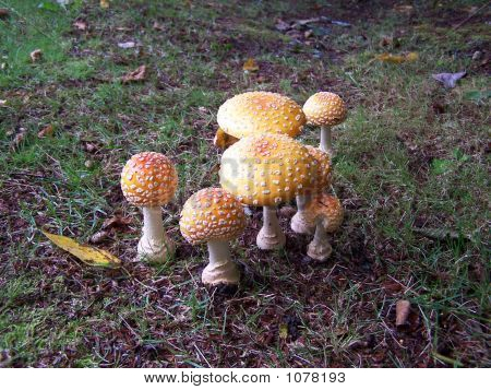 Mushrooms1
