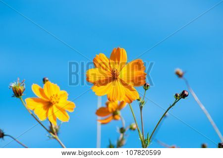 Cosmos Bipinnatus, Commonly Called The Garden Cosmos Or Mexican Aster