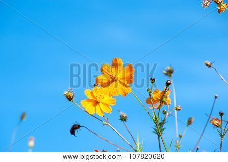 Cosmos Bipinnatus, Commonly Called The Garden Cosmos Or Mexican Aster