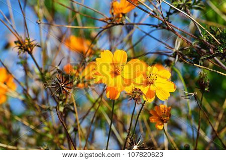 Cosmos Bipinnatus, Commonly Called The Garden Cosmos Or Mexican Aster