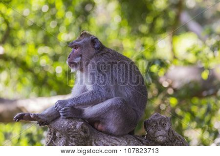 Long-tailed Macaques (macaca Fascicularis) In Sacred Monkey Forest, Ubud, Indonesia
