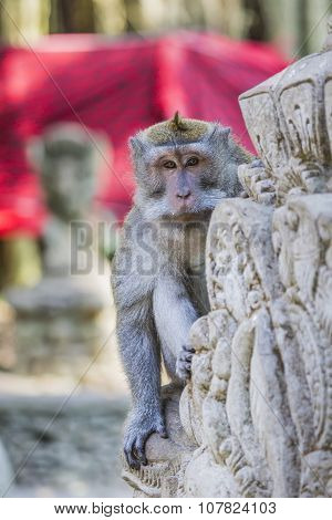 Long-tailed Macaques (macaca Fascicularis) In Sacred Monkey Forest, Ubud, Indonesia
