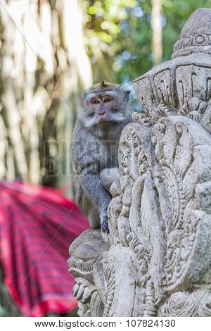 Long-tailed Macaques (macaca Fascicularis) In Sacred Monkey Forest, Ubud, Indonesia