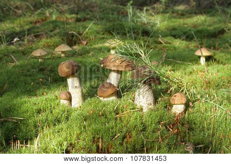 Mushrooms