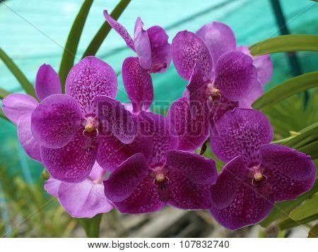Violet vanda orchid