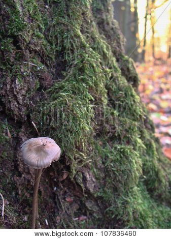 Mushroom