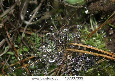 Drops On The Web