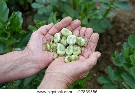 Hands showing beans in a vegetable garden