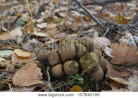 Puffballs