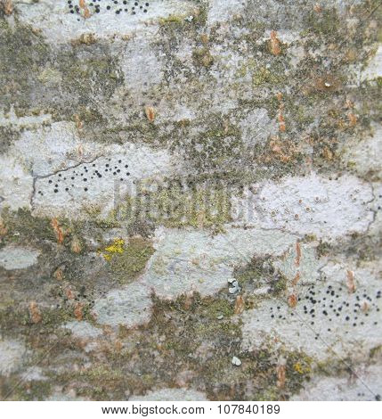 Alder Bark