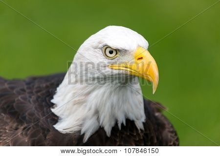 Bald eagle