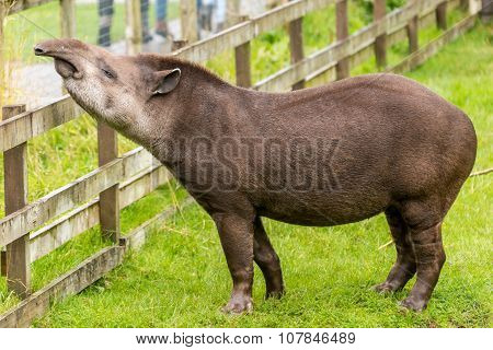 Tapir at fence