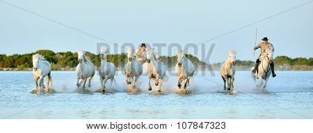 Herd Of White Horses Running Through Water In Sunset Light.