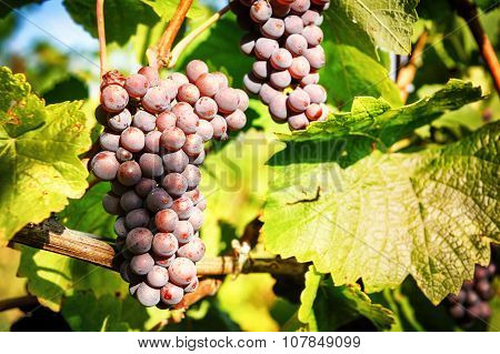 Fresh Organic Grape On Vine Branch