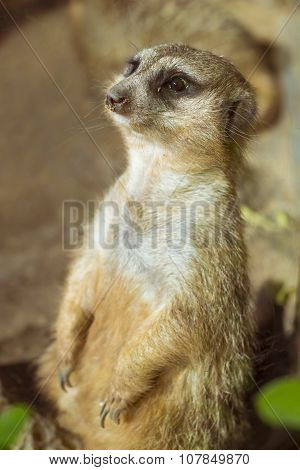 Meerkat (surikate) Standing On Its Hind Legs In Loro Parque, Tenerife
