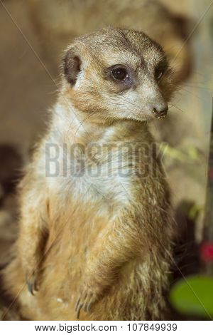 Meerkat (surikate) Standing On Its Hind Legs In Loro Parque