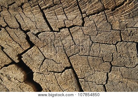 Old Cut Tree