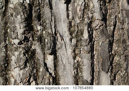 Linden Bark