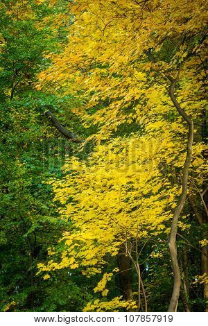 Yellow and green leaves in the autumn forest
