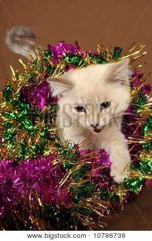 Gatinho de Natal meow realmente bonito