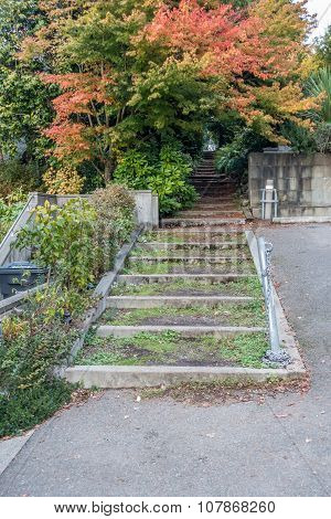 Trees And Steps