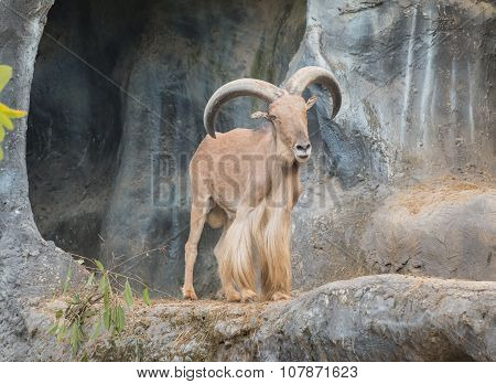 Male Barbary Sheep