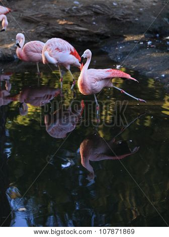 Chilean flamingos, Phoenicopterus chilensis
