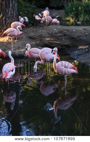 Chilean flamingos, Phoenicopterus chilensis