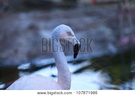 Chilean flamingos, Phoenicopterus chilensis