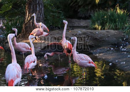 Chilean flamingos, Phoenicopterus chilensis