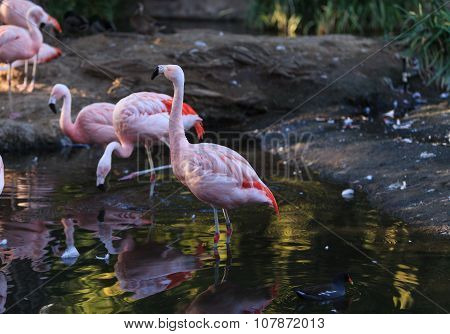 Chilean flamingos, Phoenicopterus chilensis
