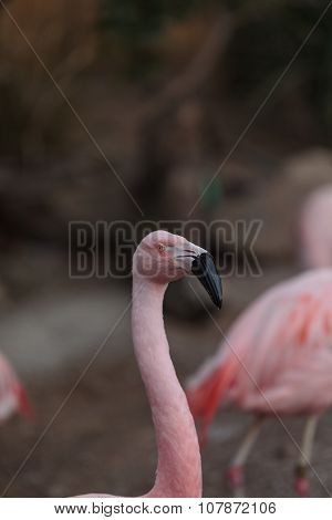 Chilean flamingos, Phoenicopterus chilensis