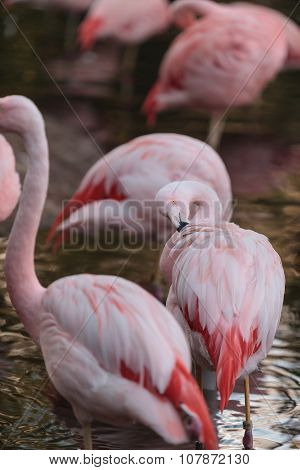Chilean flamingos, Phoenicopterus chilensis