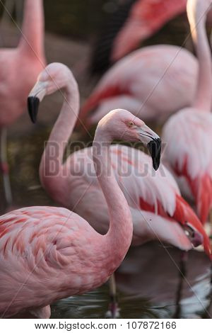 Chilean flamingos, Phoenicopterus chilensis