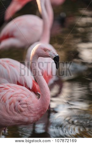 Chilean flamingos, Phoenicopterus chilensis