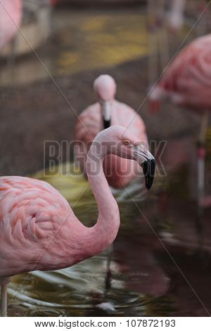 Chilean flamingos, Phoenicopterus chilensis