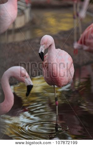 Chilean flamingos, Phoenicopterus chilensis