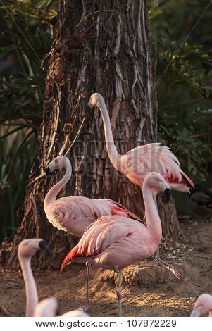 Chilean flamingos, Phoenicopterus chilensis