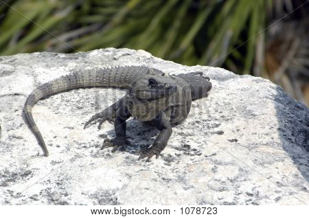 Ensoleillement iguane
