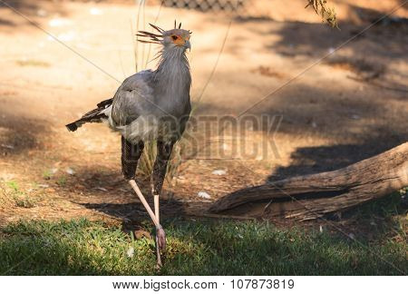 Secretary bird, Sagittarius serpentarius