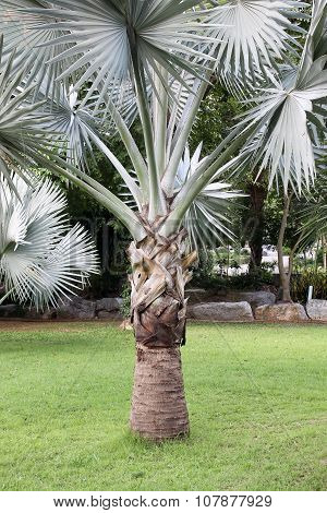 Plam tree and the grass green in Thailand