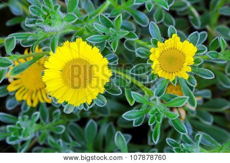 Closeup of Asteriscus maritimus, known as Tunisian Carpet or Mediterranean Beach Daisy