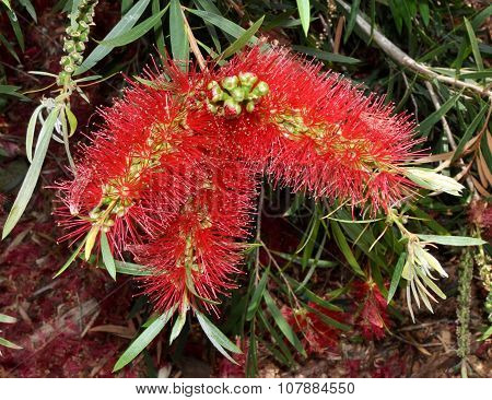 Australian Bottle Brush
