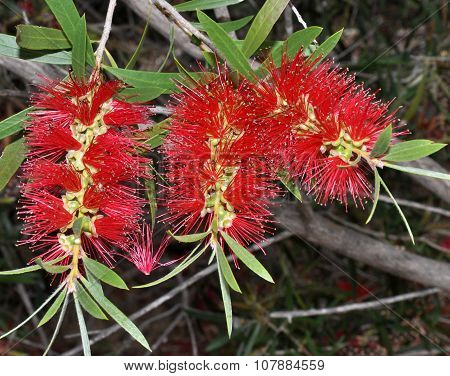 Callistemon: Australian Bottle Brush