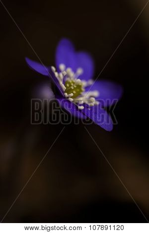 blue anemone