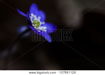 blue anemone