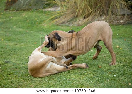 Two Female Of Fila Brasileiro (brazilian Mastiff)