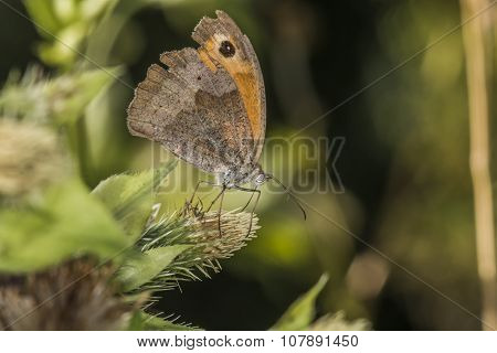 Small heath butterfly  (coenonympha Pamphilus)